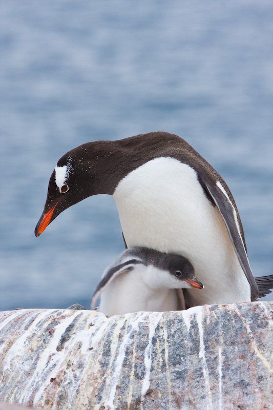 Gentoo Penguin And Chick